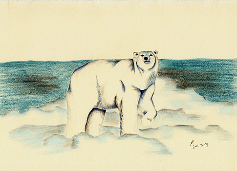 Eisbär, Ursus maritimus, Polar Bear, ours polaire