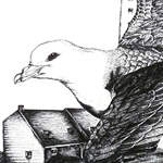 Eissturmvogel (Eissturmvogel, Fulmarus glacialis)