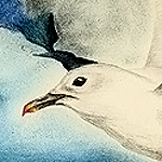 Elfenbeinmöwe, Pagophila eburnea, Ivory Gull, Mouette blanche
