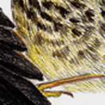 Gartenrotschwanz, Phoenicurus phoenicurus