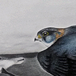 Merlin, Falco columbarius