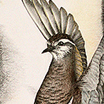 Mornellregenpfeifer, Charadrius morinellus, Eurasian Dotterel, Pluvier guignard