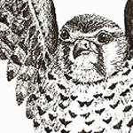 Turmfalke, Falco tinnunculus