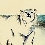 Eisbär, Ursus maritimus, Polar Bear, ours polaire